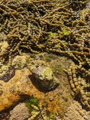 Ranella australasia