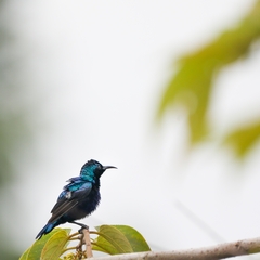 Cinnyris asiaticus