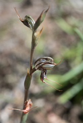 Pterostylis maxima