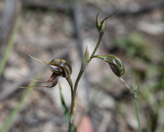 Pterostylis maxima