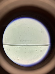 Ramaria conjunctipes