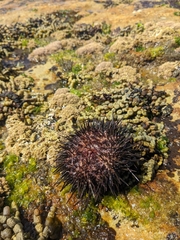 Heliocidaris erythrogramma