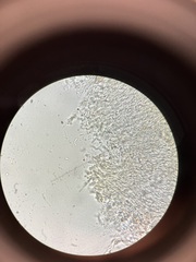 Ramaria conjunctipes