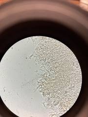 Ramaria conjunctipes