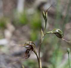 Pterostylis maxima