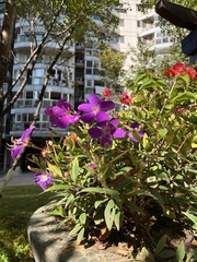 Melastomeae