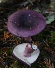 Russula queletii