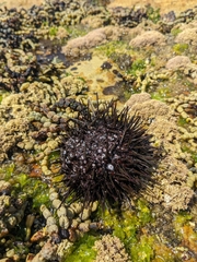 Heliocidaris erythrogramma