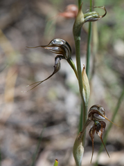 Pterostylis maxima