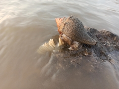 Volegalea cochlidium