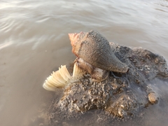 Volegalea cochlidium