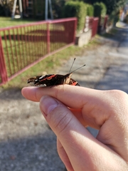 Vanessa atalanta