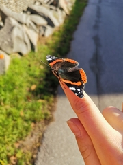Vanessa atalanta