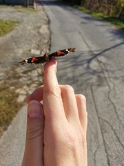 Vanessa atalanta