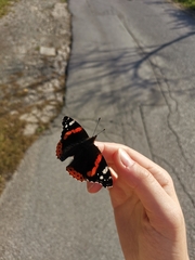 Vanessa atalanta