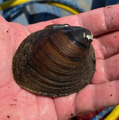 Reginaia ebenus