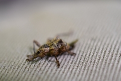 Eurychirus bituberculatus