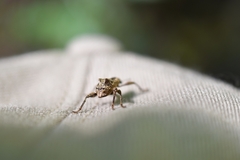 Eurychirus bituberculatus