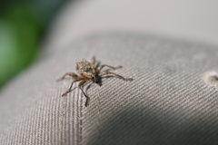 Eurychirus bituberculatus