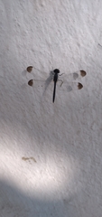 Diplacodes nebulosa