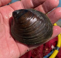Reginaia ebenus