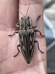 Chalcophora japonica