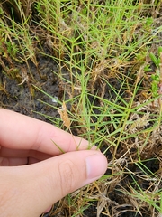 Distichlis distichophylla