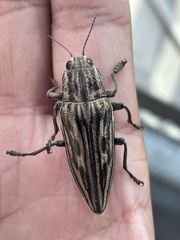 Chalcophora japonica