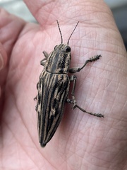 Chalcophora japonica