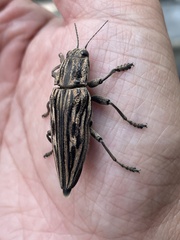 Chalcophora japonica