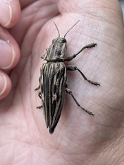 Chalcophora japonica