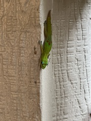 Phelsuma laticauda laticauda