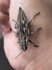 Chalcophora japonica