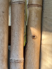 Phelsuma laticauda laticauda