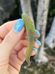 Phelsuma laticauda laticauda