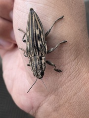 Chalcophora japonica