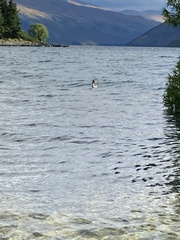 Podiceps cristatus australis