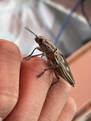 Chalcophora japonica