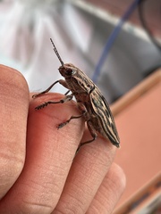 Chalcophora japonica