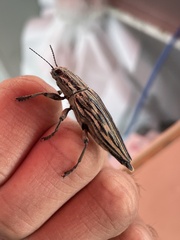 Chalcophora japonica