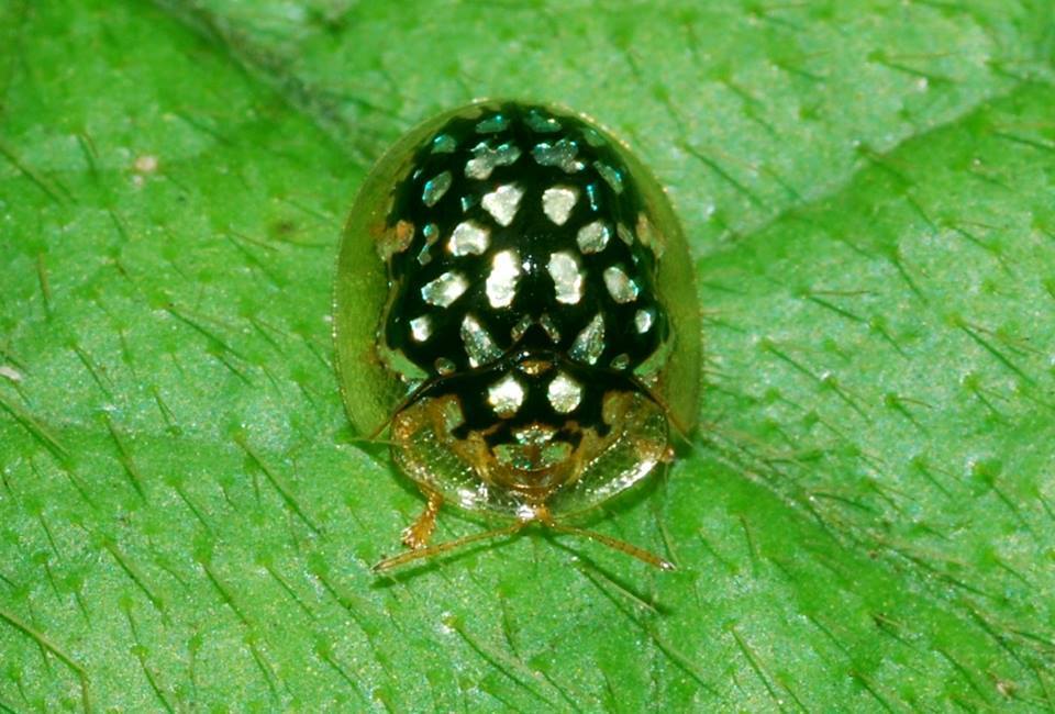 Chiridopsis punctata