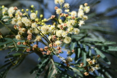 Acacia irrorata
