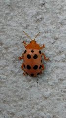 Podontia quatuordecimpunctata