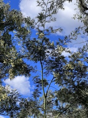 Acacia irrorata