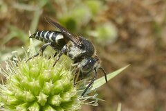 Coelioxys conoideus