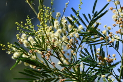 Acacia irrorata