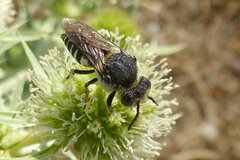 Coelioxys conoideus