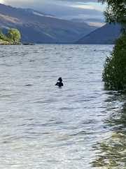 Podiceps cristatus australis