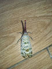 Pyrops oculatus