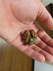 Callirhytis quercuscornigera